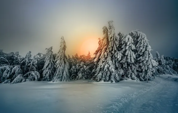 Winter, forest, the sky, snow, trees, tree, frost, Robert Didierjean