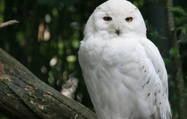 Picture white, owl, beauty