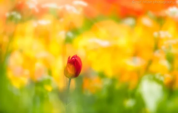 Picture flower, Tulip, spring
