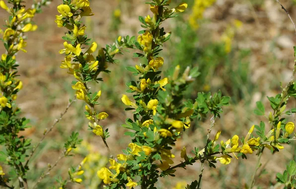 Flowers, the steppe, Bush, legal