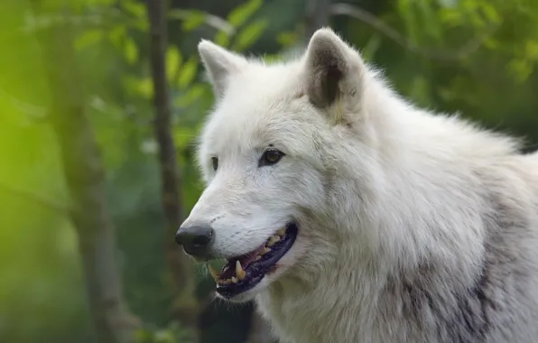 White, look, face, background, wolf, portrait, Arctic, polar
