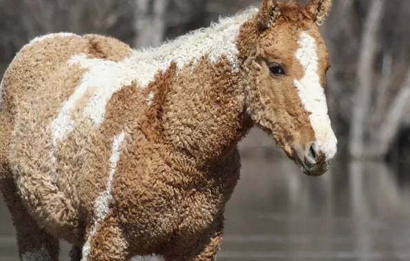 Horse, horse, stallion, mane, mammals, beige, Mare, curly