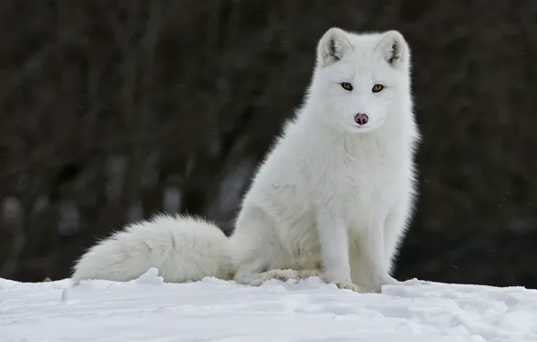 Picture winter, snow, animal, Fox, fur, fox, Fox, ears. look
