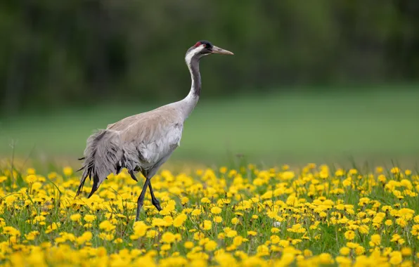 Flowers, bird, glade, spring, yellow, dandelions, crane