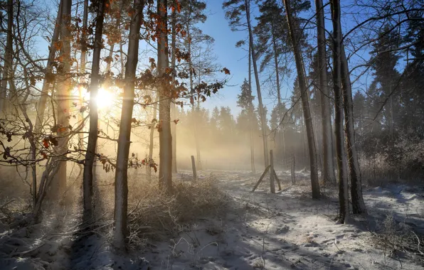 Winter, frost, forest, leaves, rays, light, snow, trees