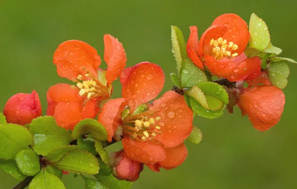 Picture macro, background, branch, spring, flowering, flowers, Quince