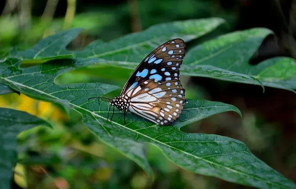 Leaves, microsemi, butterfly, wings, insect, beautiful, closeup