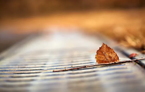 Picture leaves, nature, background