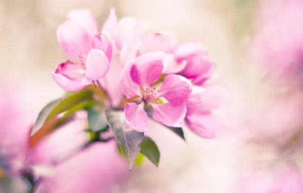 Leaves, flowers, branch, spring, pink, Apple, flowering