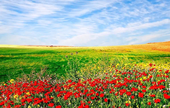 Picture the sky, landscape, flowers, nature, sown field