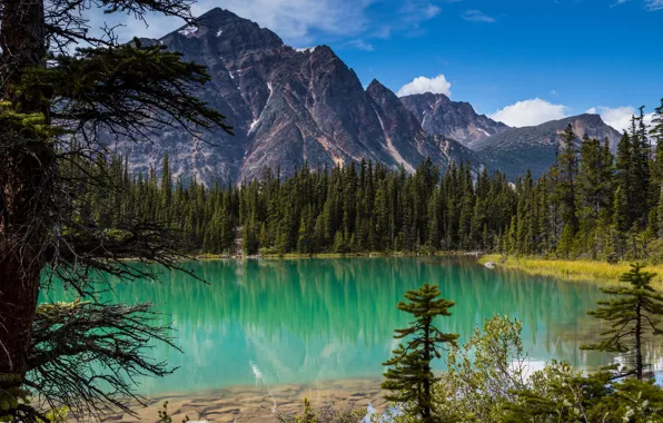 Forest, trees, Canada, Albert, Alberta, Canada, Jasper National Park, Rocky mountains