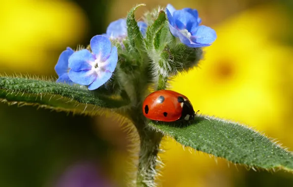 Flower, leaves, plant, ladybug, insect