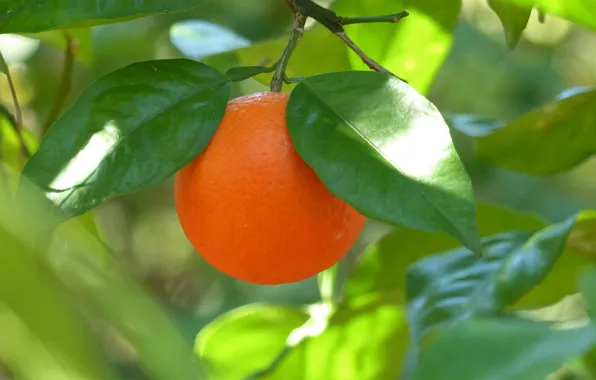 Picture leaves, trees, branches, orange, fruit, citrus