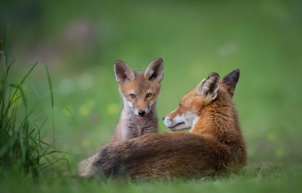 Picture language, grass, look, face, nature, baby, Fox, lies