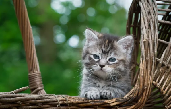 Basket, baby, muzzle, kitty