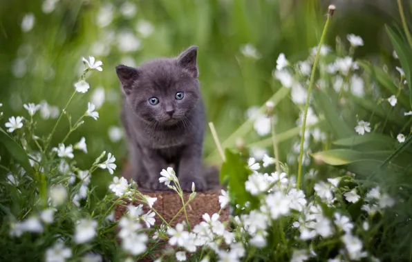 Picture look, flowers, grey, baby, kitty