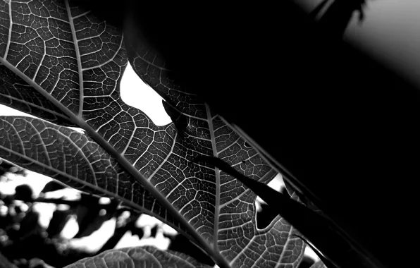 Picture black & white, macro leaf, plant, leaf wallpapers, veins