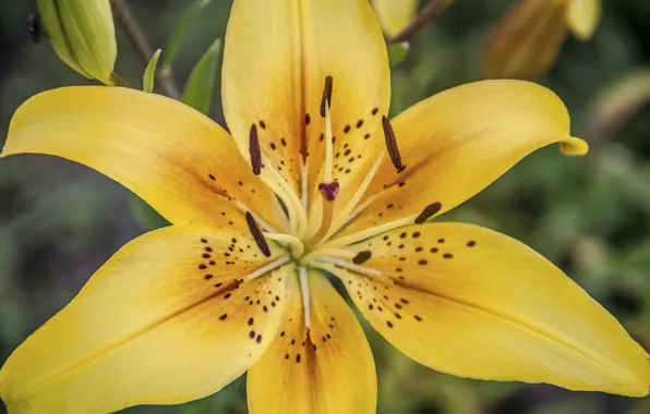 Picture flower, yellow, Lily