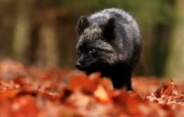 Autumn, look, face, leaves, nature, background, portrait, Fox