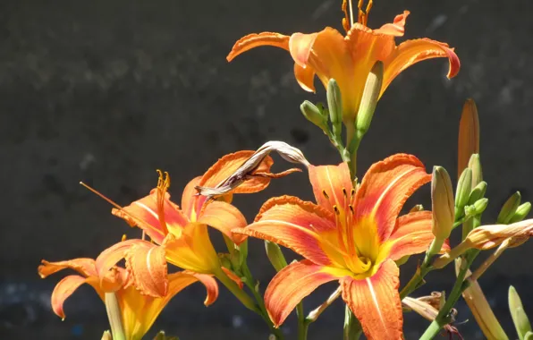 Bush, the daylilies, Mamala ©, summer 2018