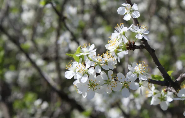 Picture branches, nature, spring