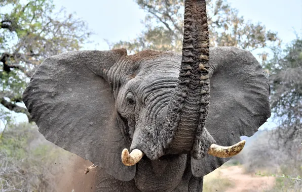 Elephant, tusks, trunk