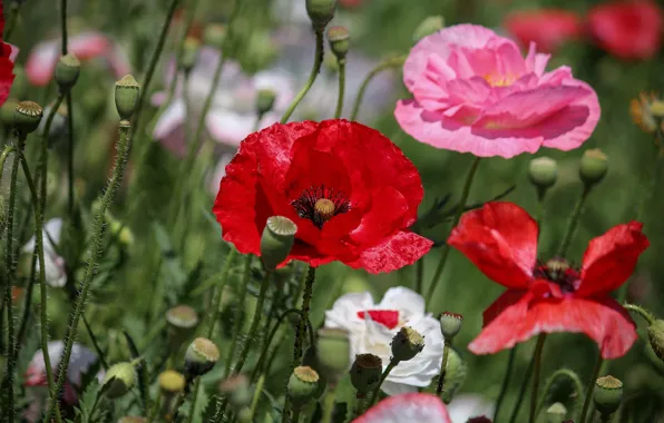 Picture summer, flowers, red, Maki, pink, white, bokeh
