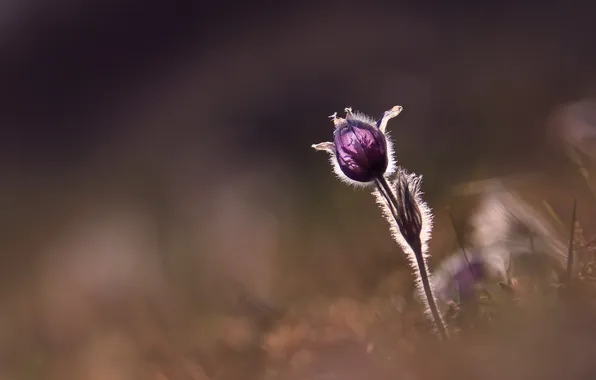 Macro, flowers, nature