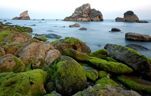 Rocks, shore, Sea, moss, algae