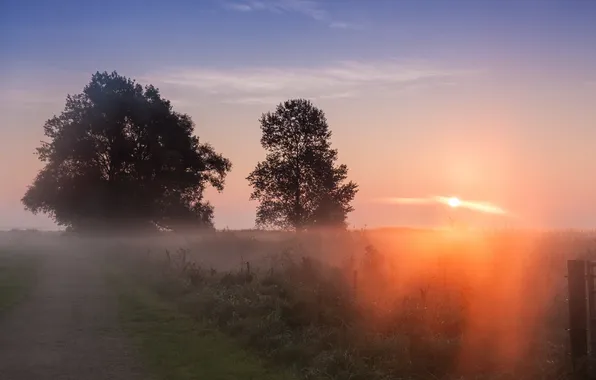 Road, light, fog, morning