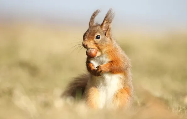 Picture look, nature, pose, background, legs, protein, nuts, stand