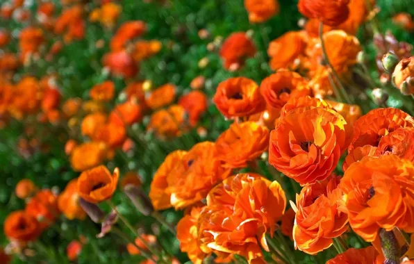 Field, flowers, Wallpaper, Maki, petals, meadow