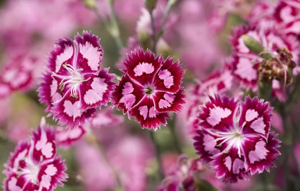 Picture Pink, Plants, Purple, Carnation