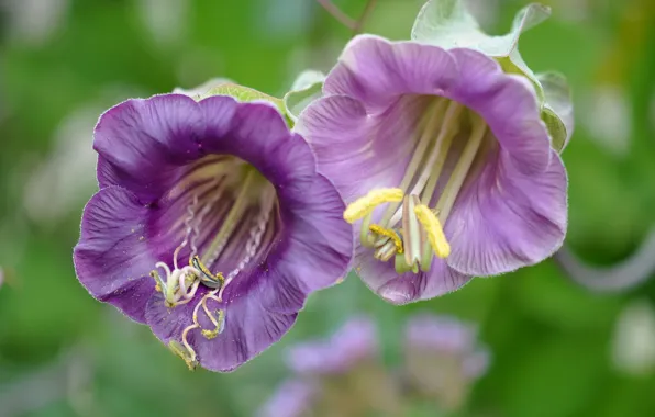 Picture macro, stamens, bells