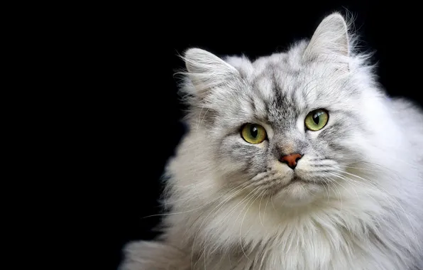 Cat, cat, look, pose, portrait, grey, black background, face
