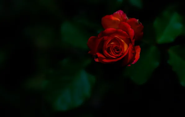 Rose, Bud, red rose, the dark background