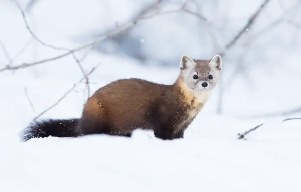 Winter, look, snow, branches, the snow, marten