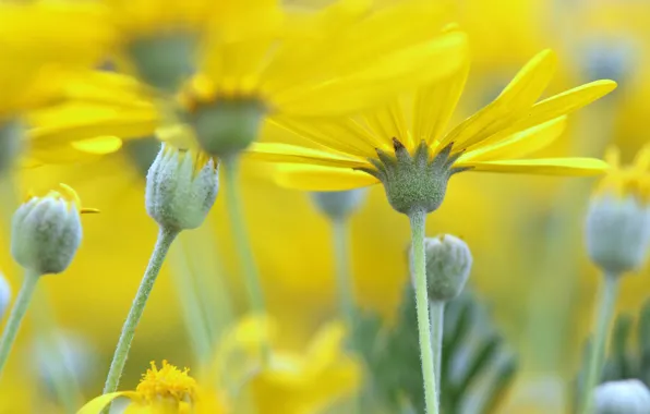 Picture nature, petals, stem