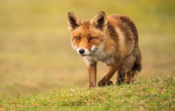 Picture grass, look, face, nature, pose, background, paws, Fox
