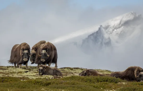 Norway, Dover, the musk oxen, musk oxen