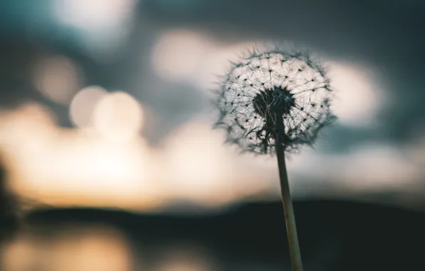 Flower, nature, dandelion