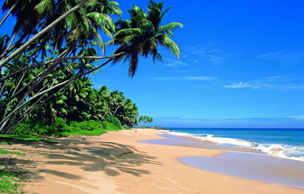 Picture beach, palm trees, the ocean, Sri Lanka