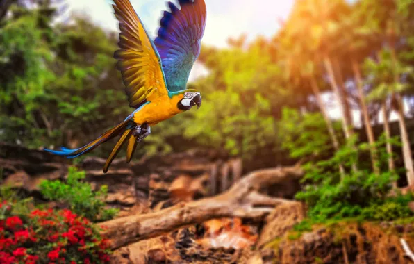 Picture colors, colorful, trees, nature, bird, bokeh, animal, Parrot