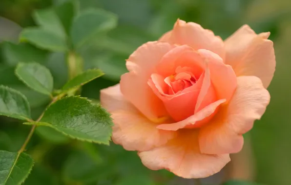 Leaves, rose, orange, petals