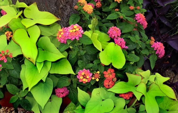 Picture Pink flowers, Lantana, Pink flowers, Green leaves, Green leaves