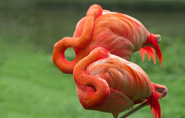 Picture pose, background, bird, pair, Flamingo, neck, wildlife, bright plumage