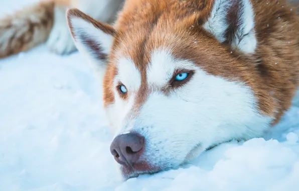 Dog, blue eyes, snow, animal, Husky, fur, Siberian Husky, snout