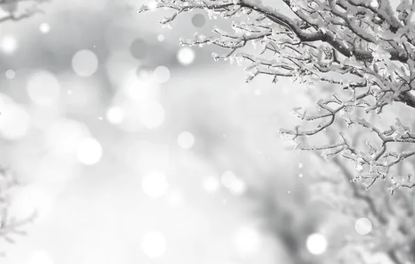 Picture winter, frost, snow, branches, black and white, winter, snow