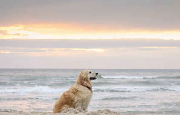 Picture sea, each, shore, dog