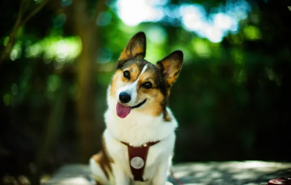 Picture look, smile, each, dog, bokeh
